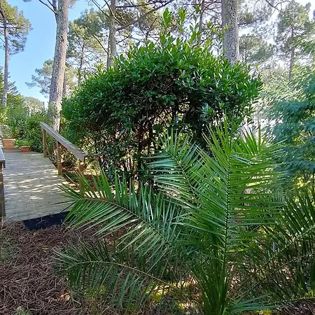 Villa Landaise Lumineuse Avec Jardin, Proche Plages Et Commerces A Piraillan - Fr-1-736-52 *