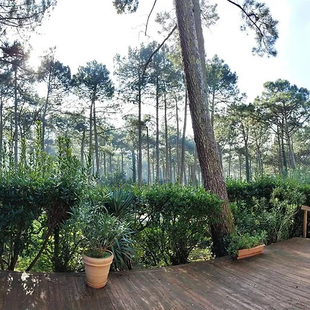 Landaise Lumineuse Avec Jardin, Proche Plages Et Commerces A Piraillan - Fr-1-736-52 Villa Lege-Cap-Ferret